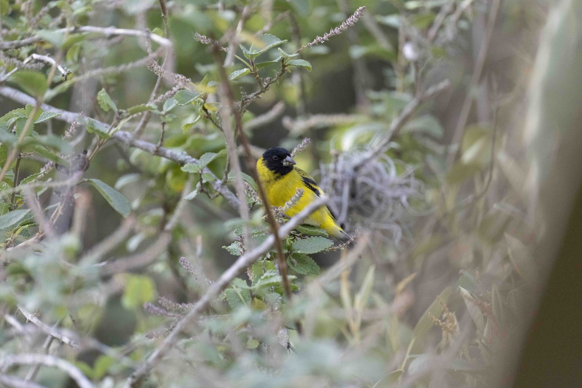 Hooded Siskin - ML646933466