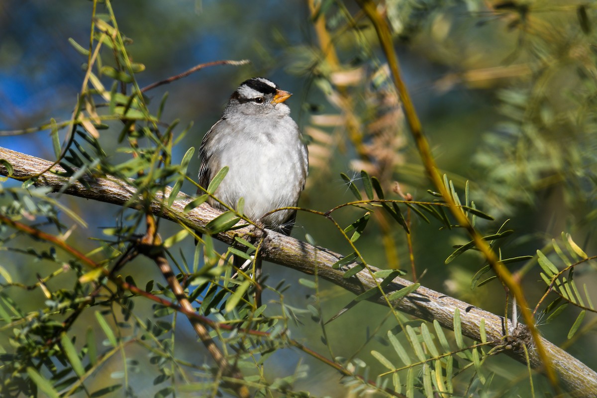 White-crowned Sparrow - ML646933470