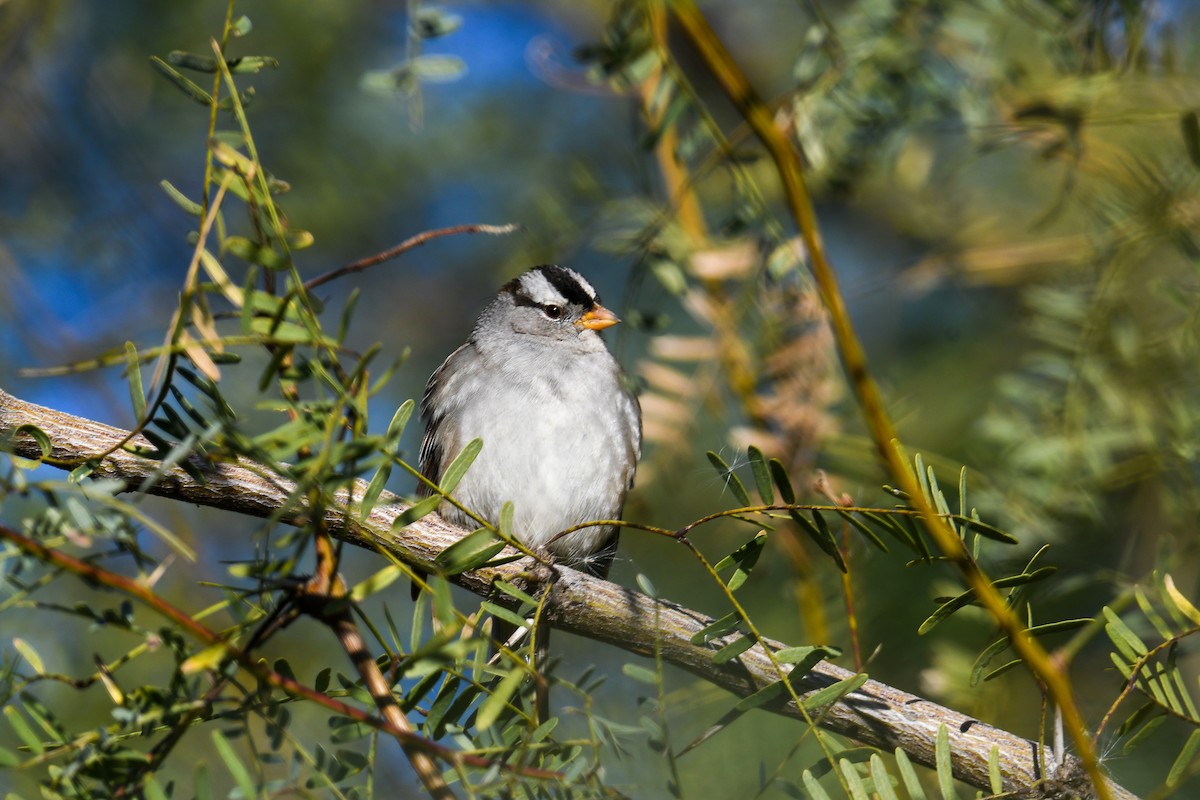 White-crowned Sparrow - ML646933471