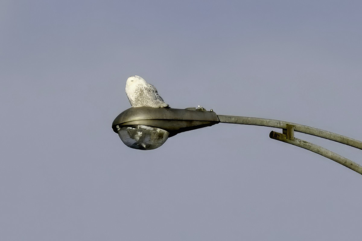 Snowy Owl - ML646933475