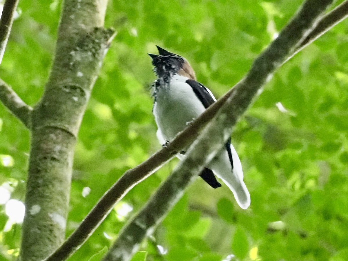Bearded Bellbird - ML646933476