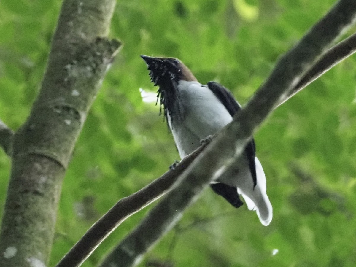 Bearded Bellbird - ML646933477