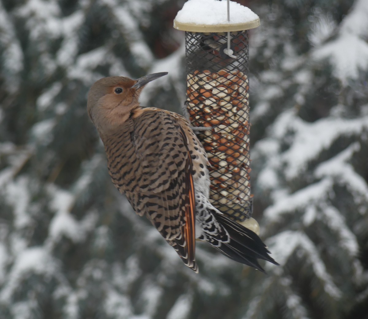Northern Flicker - ML646933478