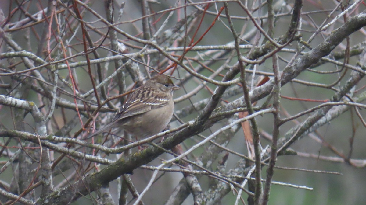 Golden-crowned Sparrow - ML646933479