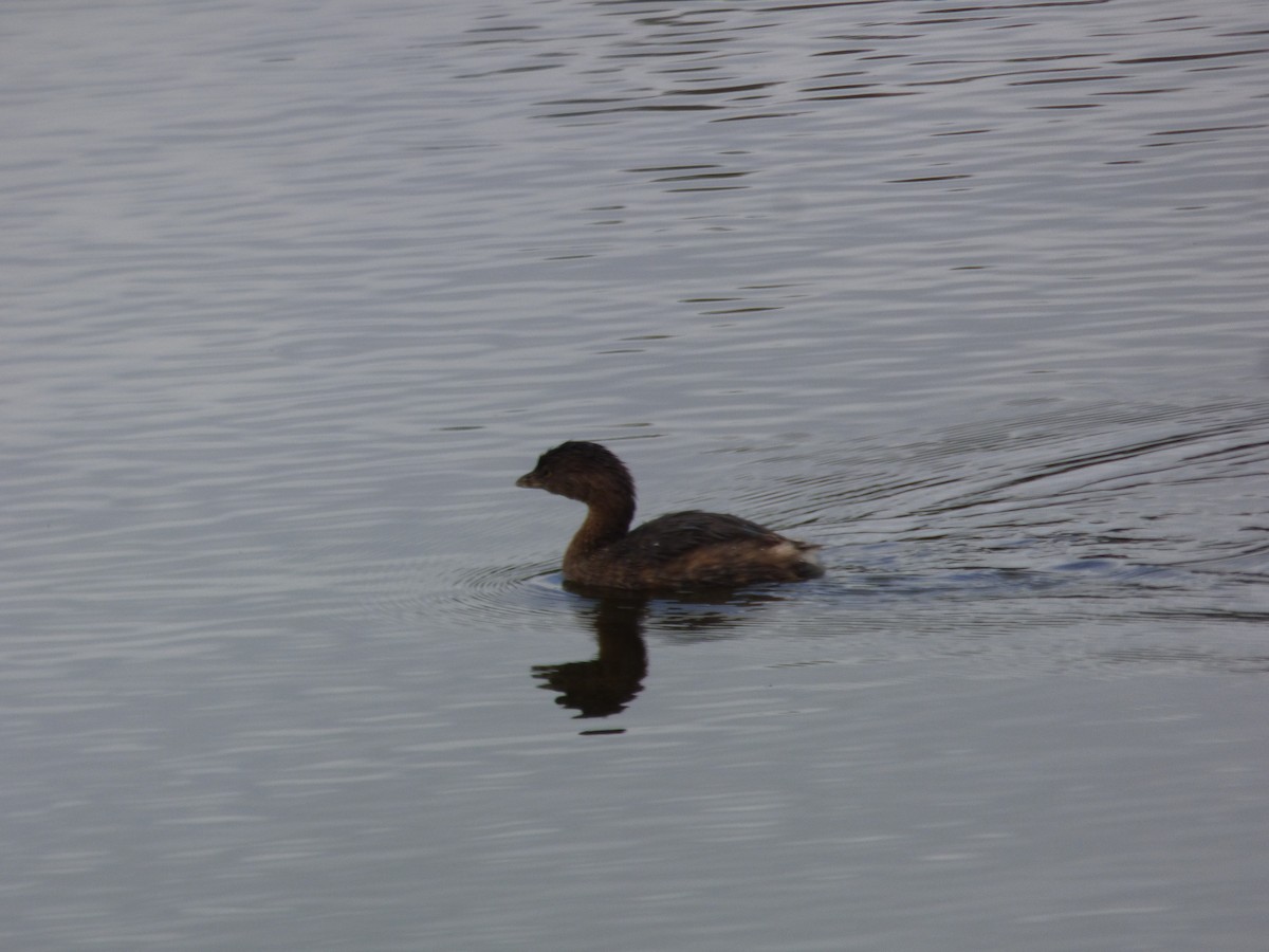 ringnebbdykker - ML646933480