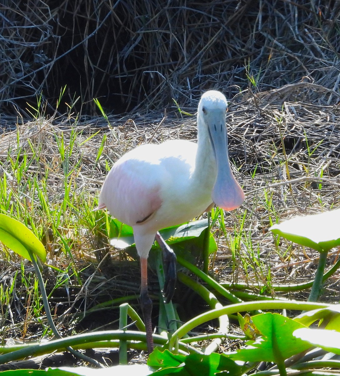Roseate Spoonbill - ML646933481
