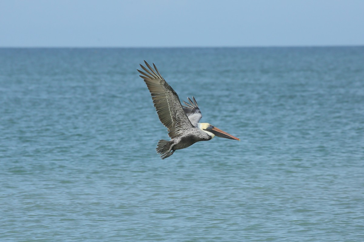 Pelícano Pardo (Atlántico) - ML646933483