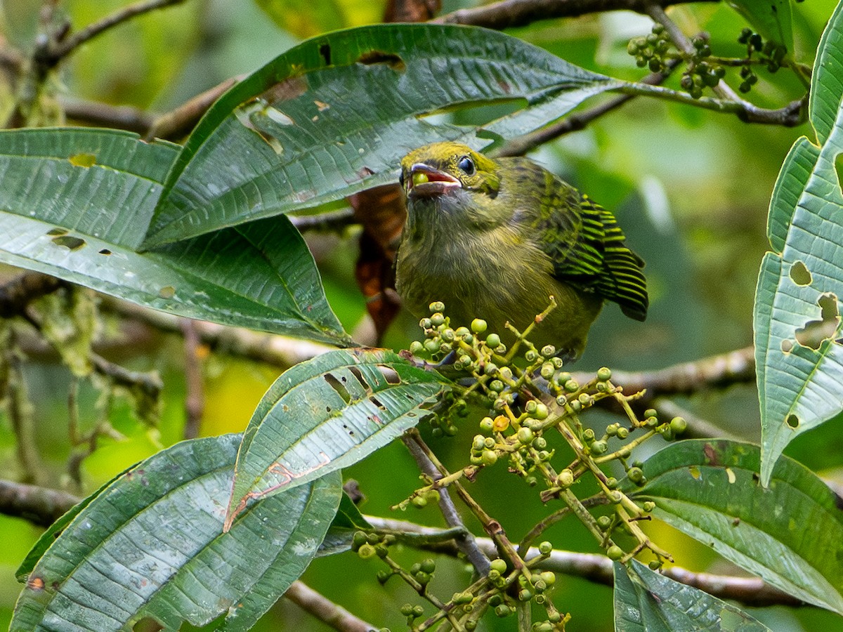 Calliste safran - ML646933484