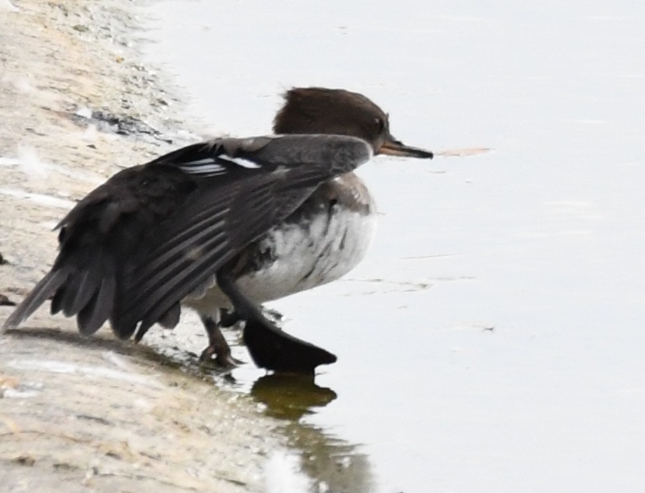 Hooded Merganser - ML646933488