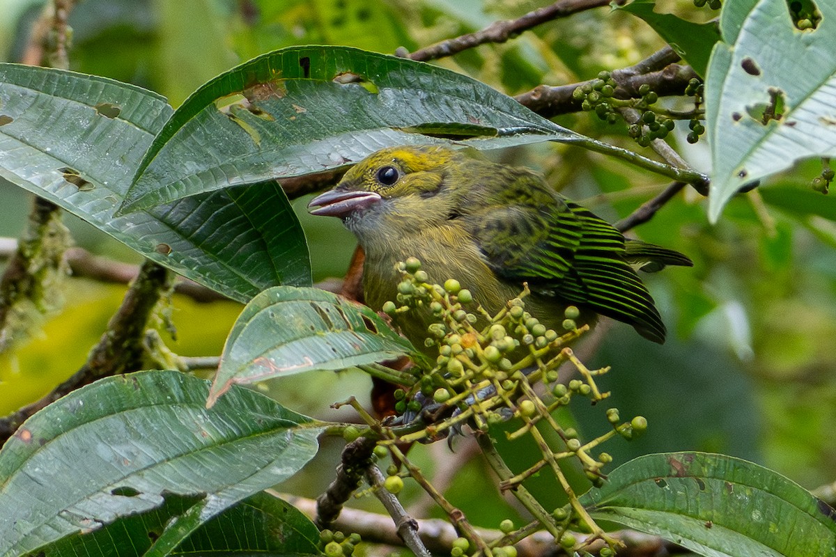 Calliste safran - ML646933489