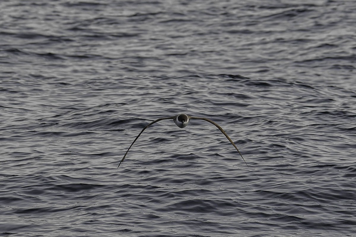 Gabai handia - ML646933490