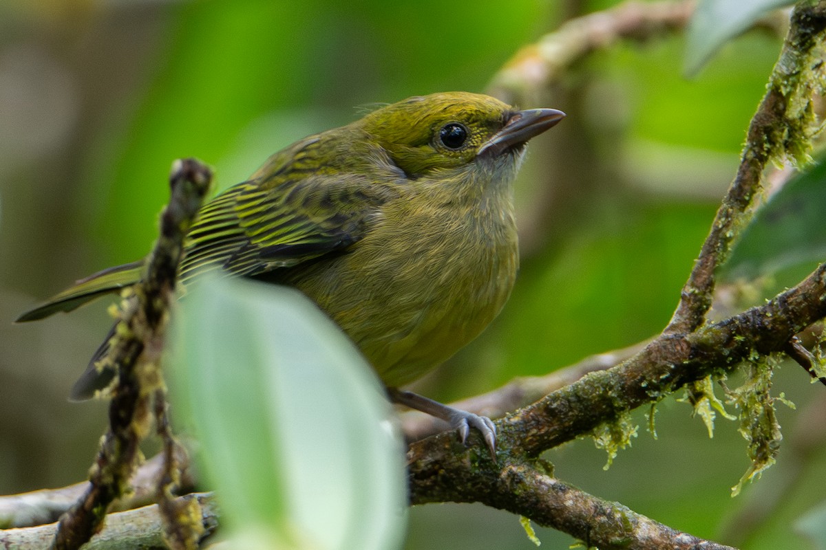 Calliste safran - ML646933497