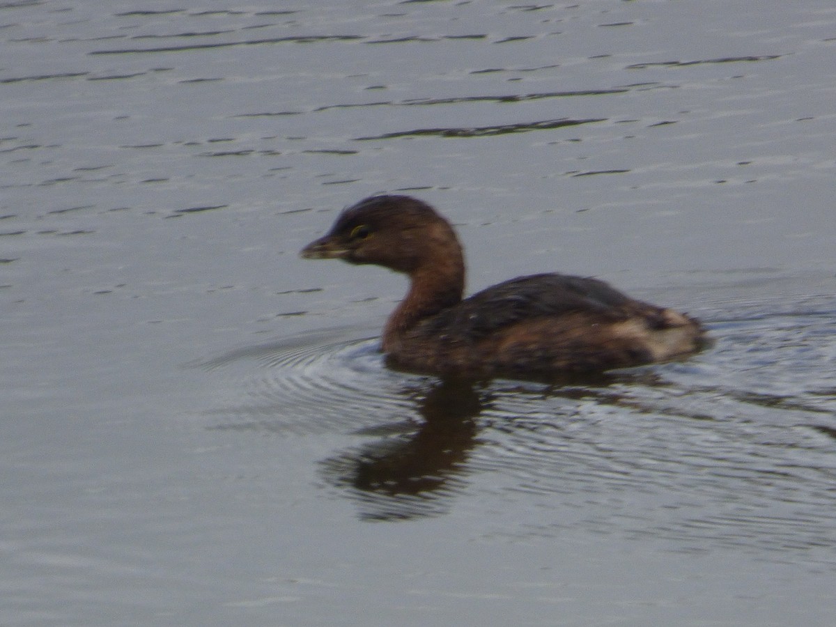 ringnebbdykker - ML646933498