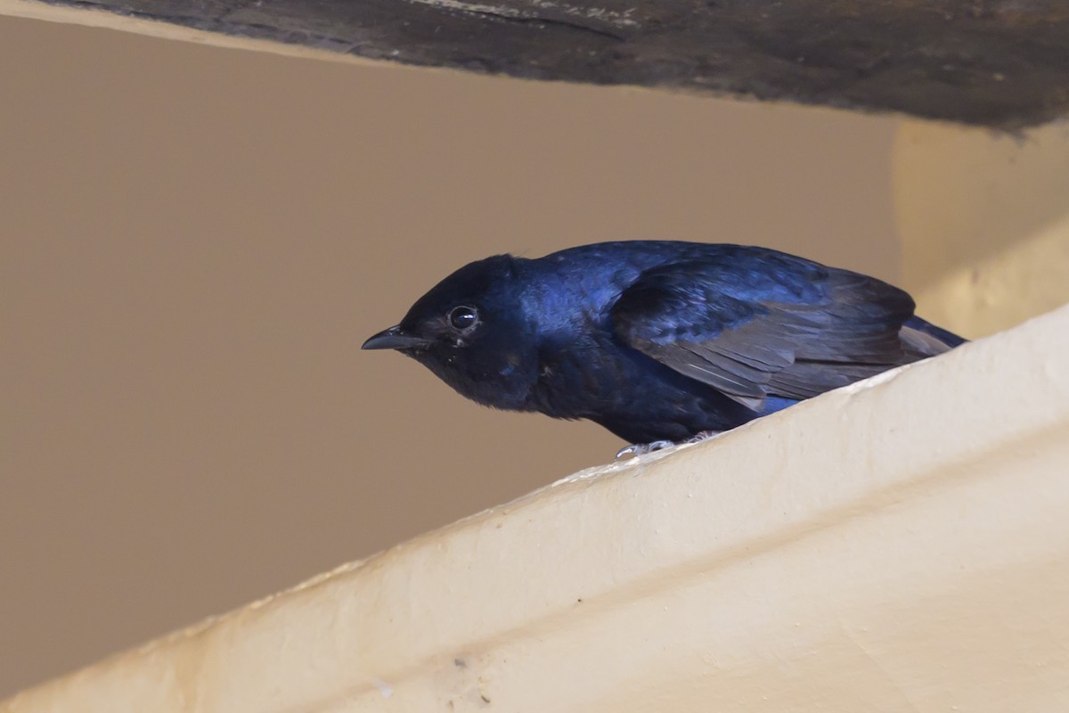 Hirondelle gracieuse - ML646933499