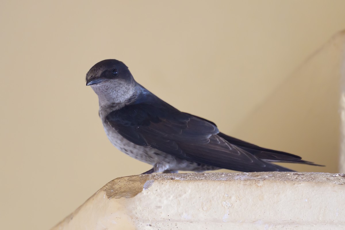 Hirondelle gracieuse - ML646933500