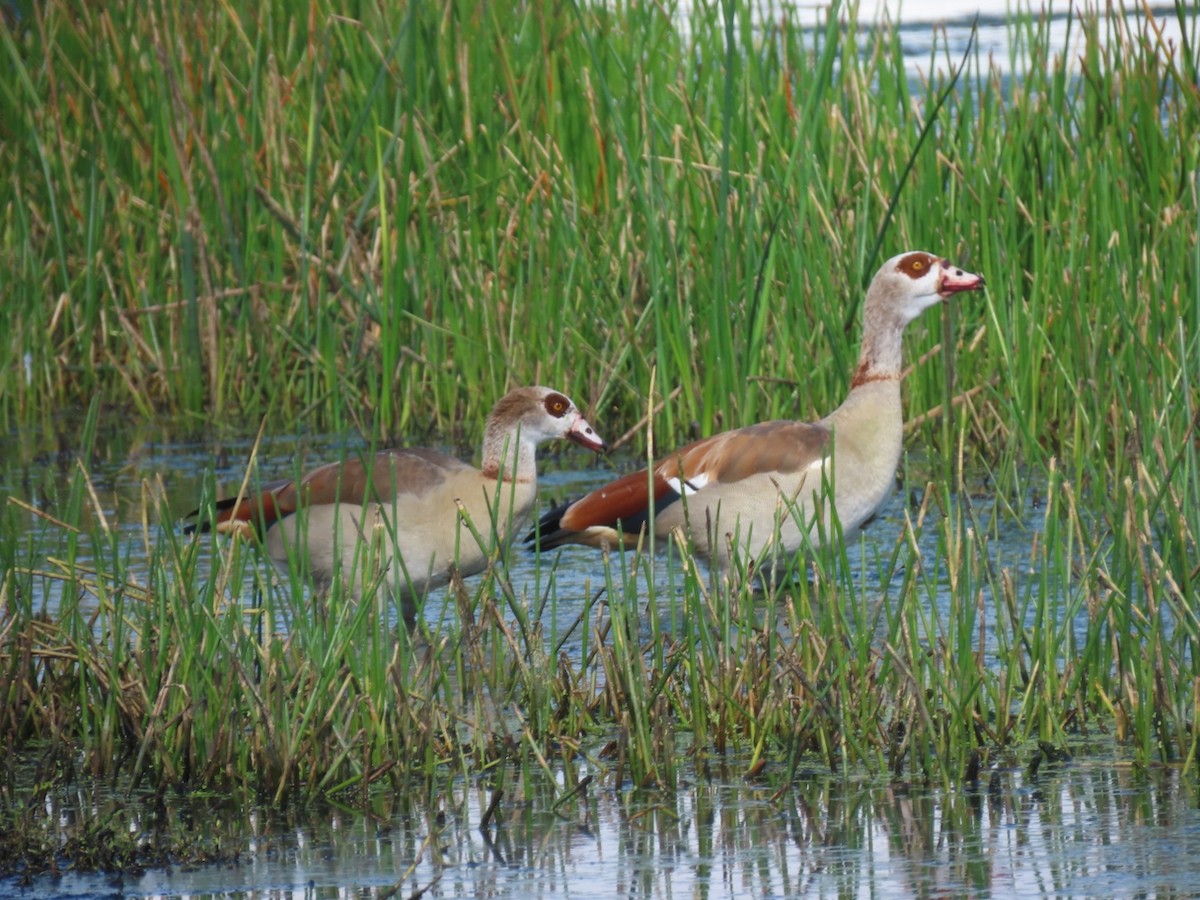 Egyptian Goose - ML646933508