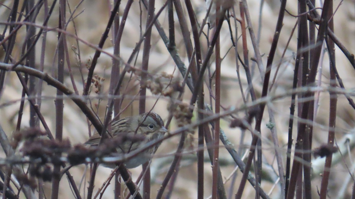 strnadec pruhohlavý - ML646933511