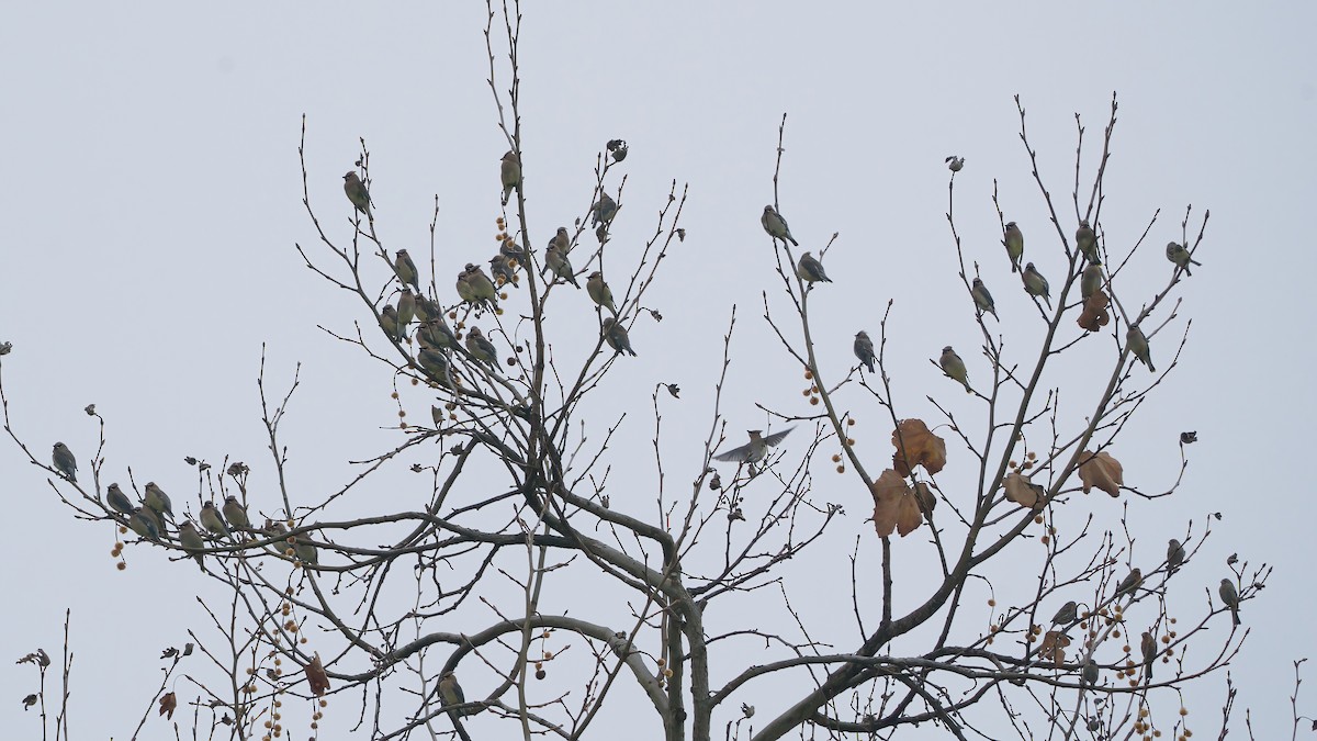 Cedar Waxwing - ML646933512