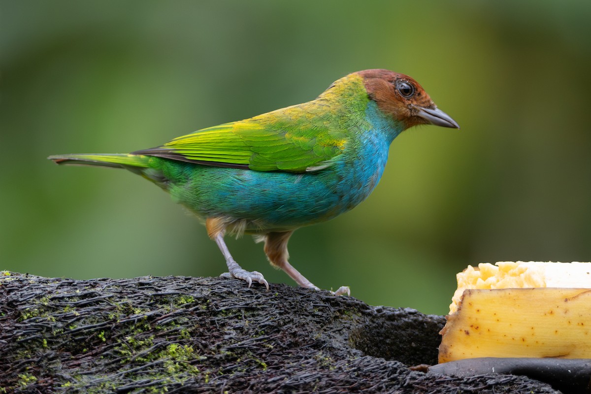 Bay-headed Tanager - ML646933513