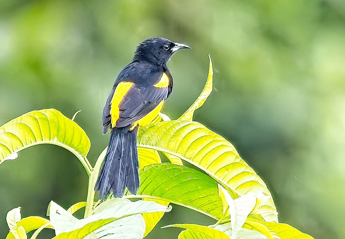 Black-cowled Oriole - ML646933514