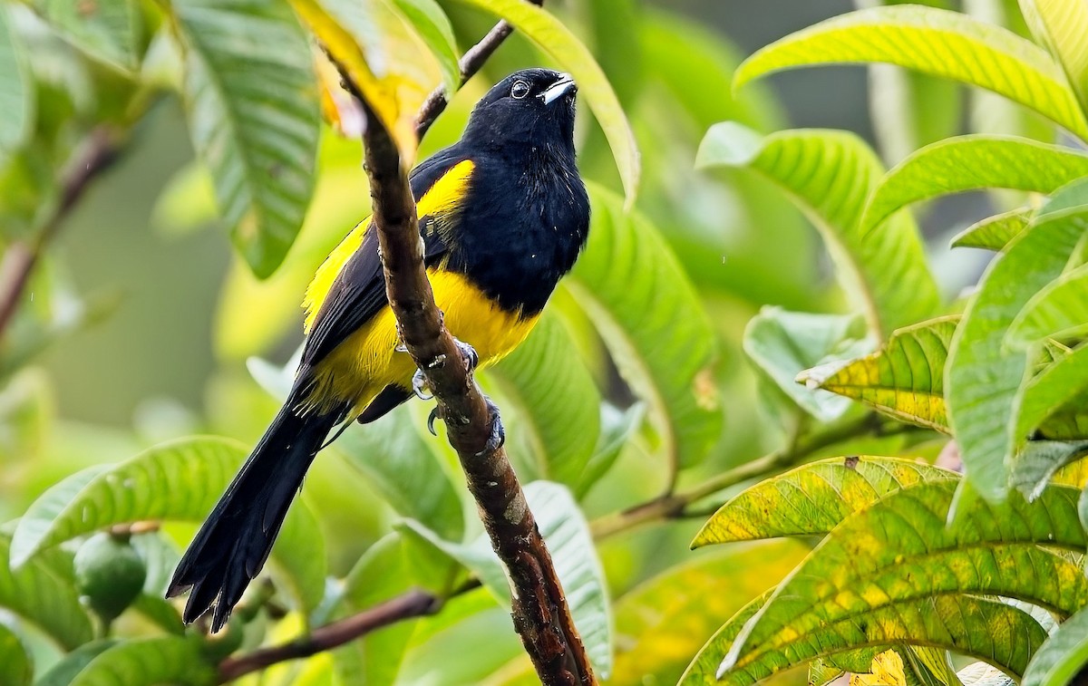 Black-cowled Oriole - ML646933515