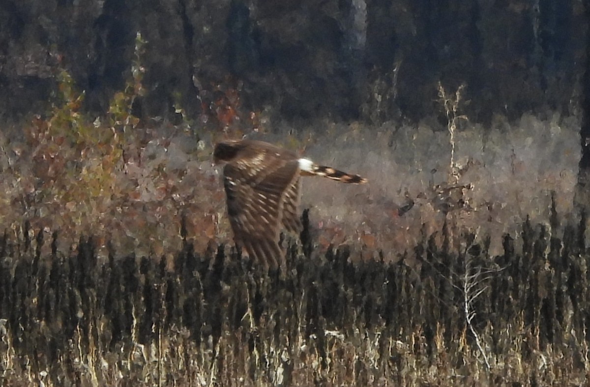 Northern Harrier - ML646933516