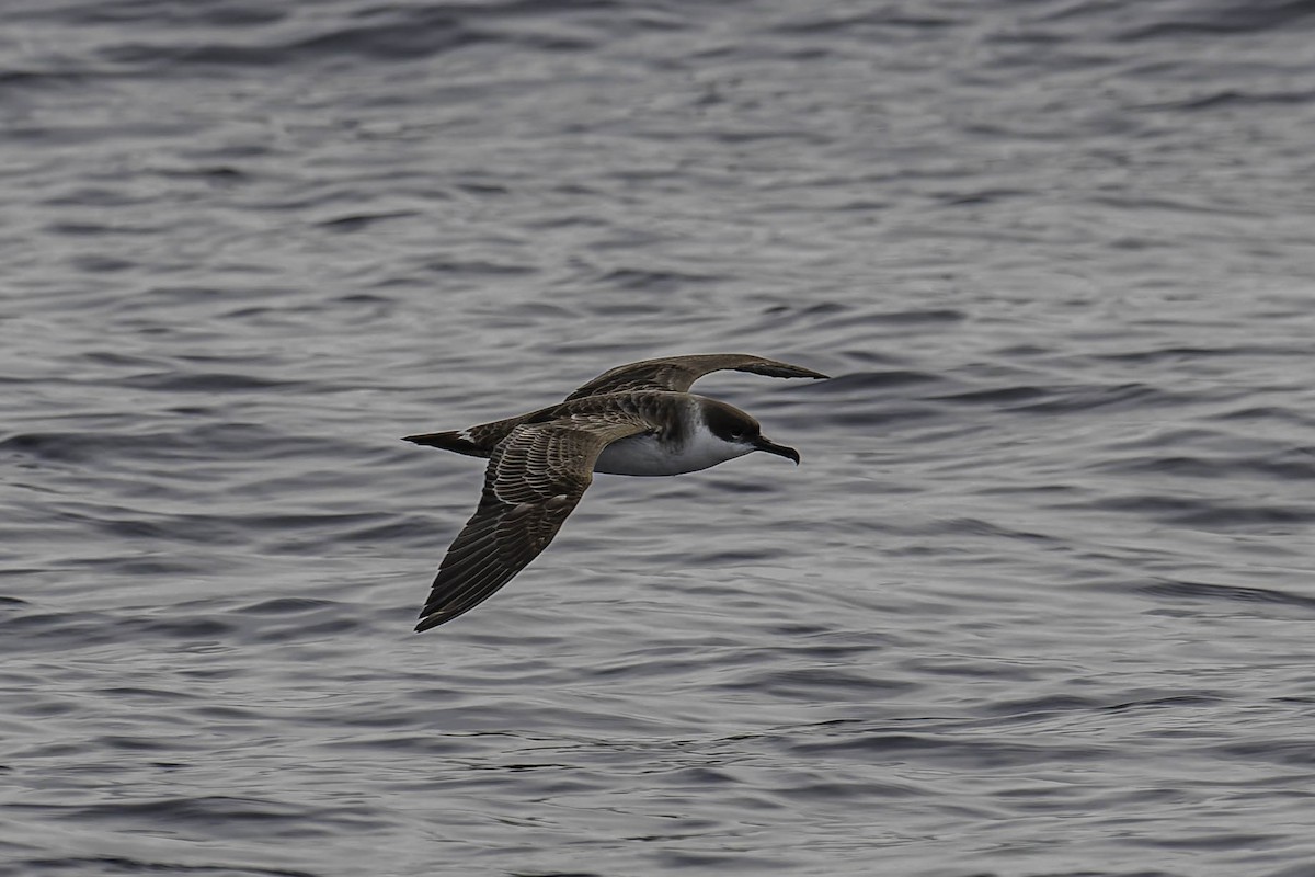 Great Shearwater - ML646933517