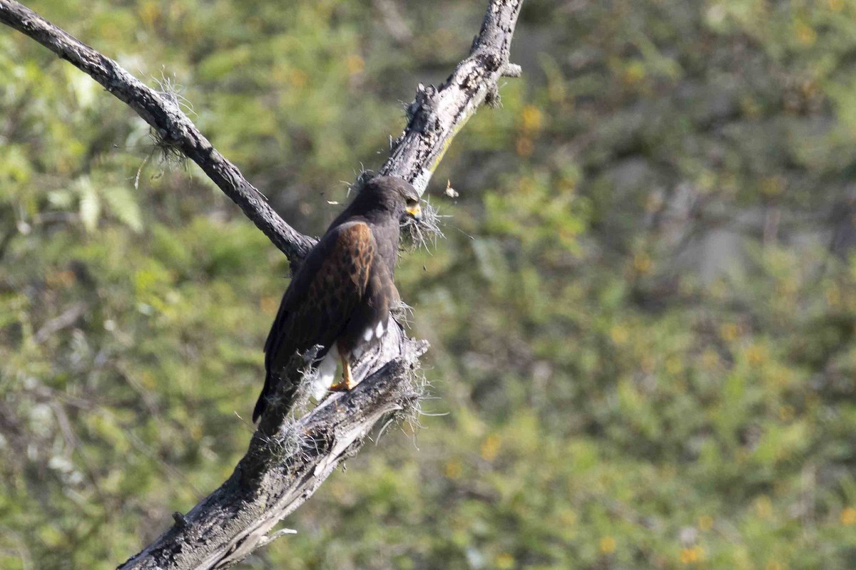 Harris's Hawk - ML646933518