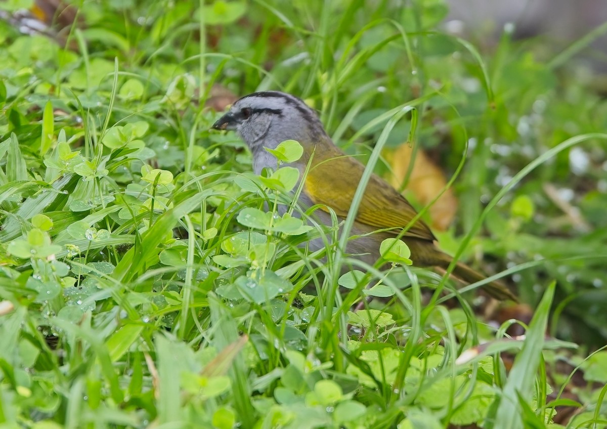 Black-striped Sparrow - ML646933519
