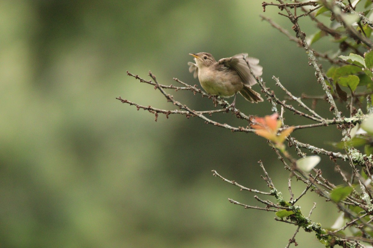 Southern House Wren - ML646933521