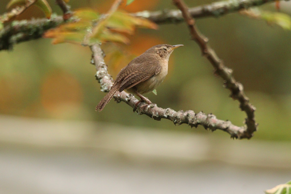 Southern House Wren - ML646933522