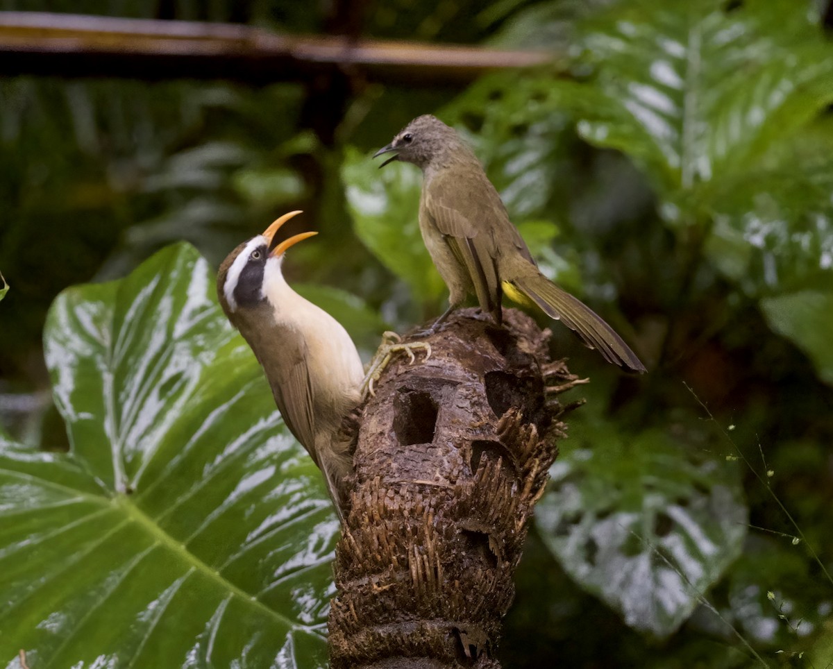 Brown-crowned Scimitar-Babbler - ML646933523