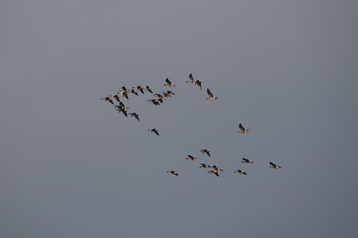 Pink-footed Goose - ML646933524