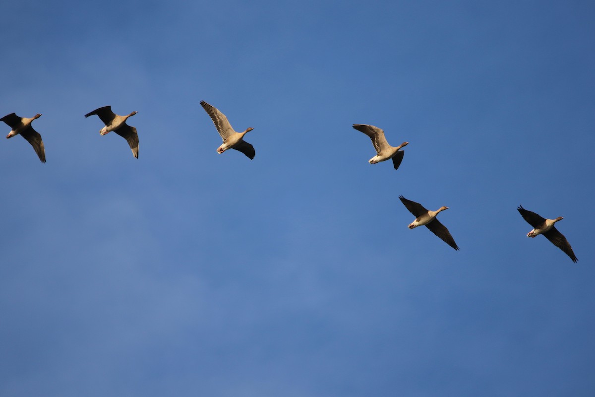 Pink-footed Goose - ML646933525