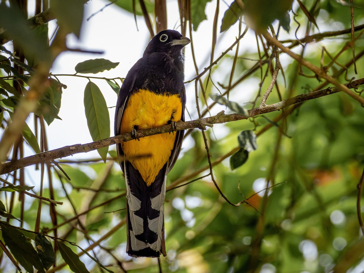 Green-backed Trogon - ML646933526