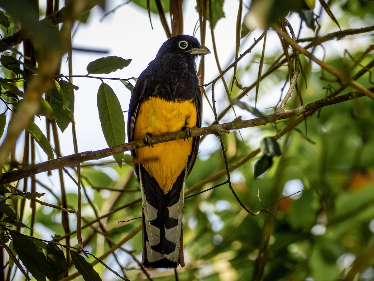 Green-backed Trogon - ML646933527