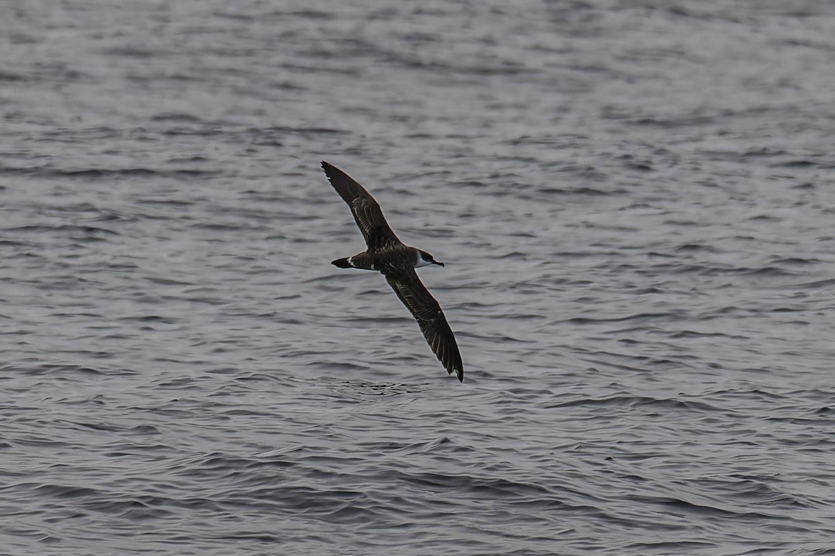 Great Shearwater - ML646933528