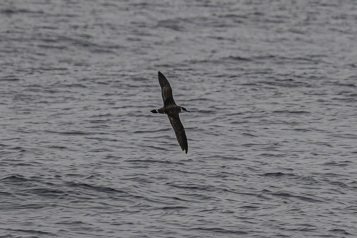 Great Shearwater - ML646933529