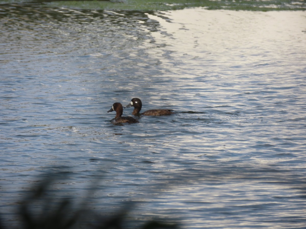 Lesser Scaup - ML646933530