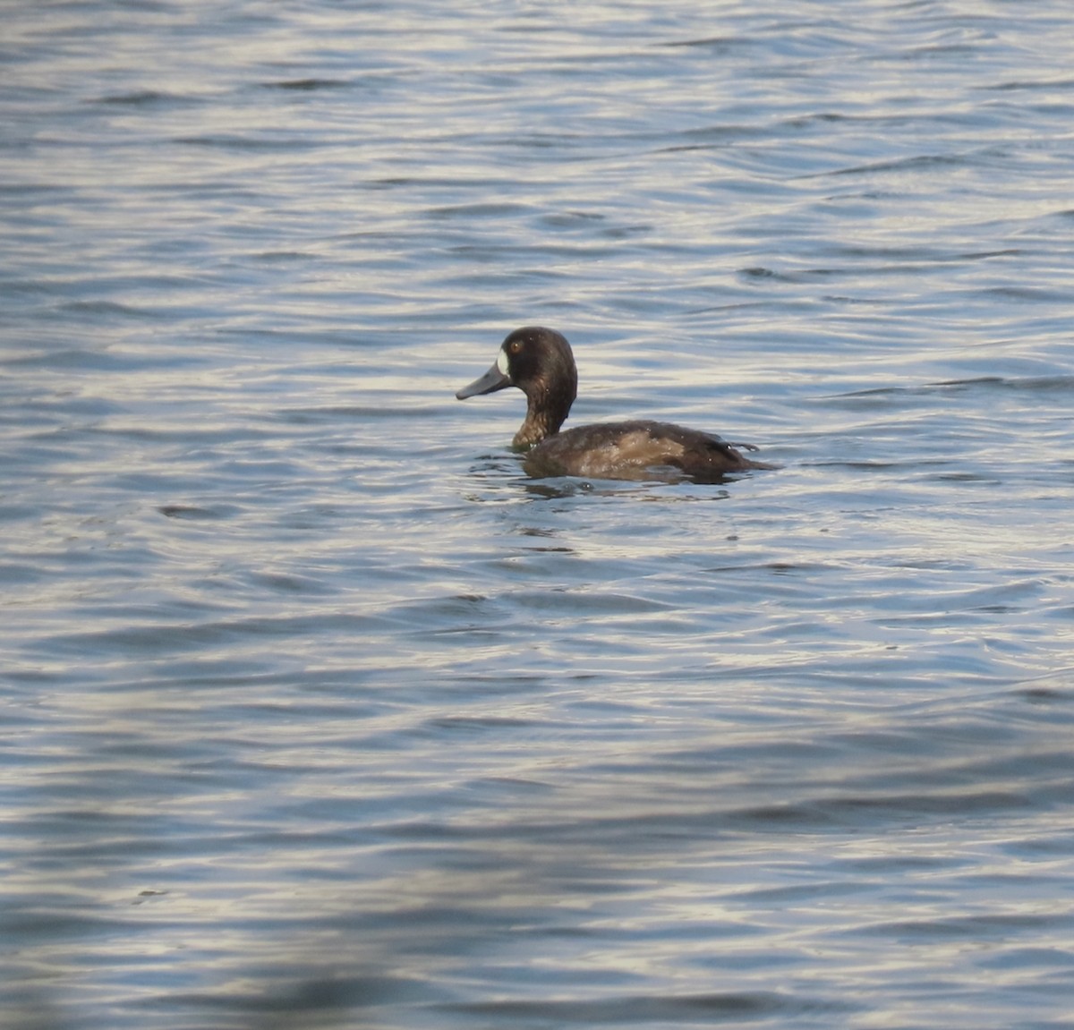 Lesser Scaup - ML646933531