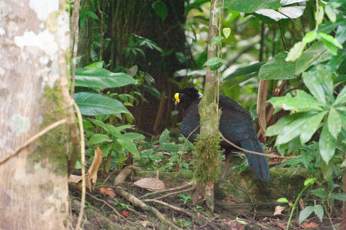 Great Curassow - ML646933532