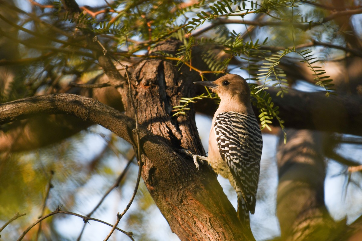Gila Woodpecker - ML646933533