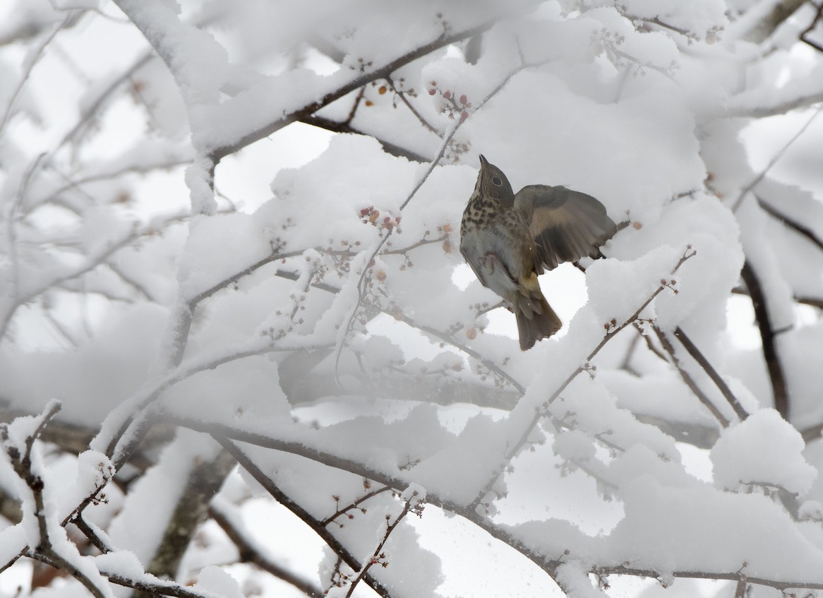 Hermit Thrush - ML646933534