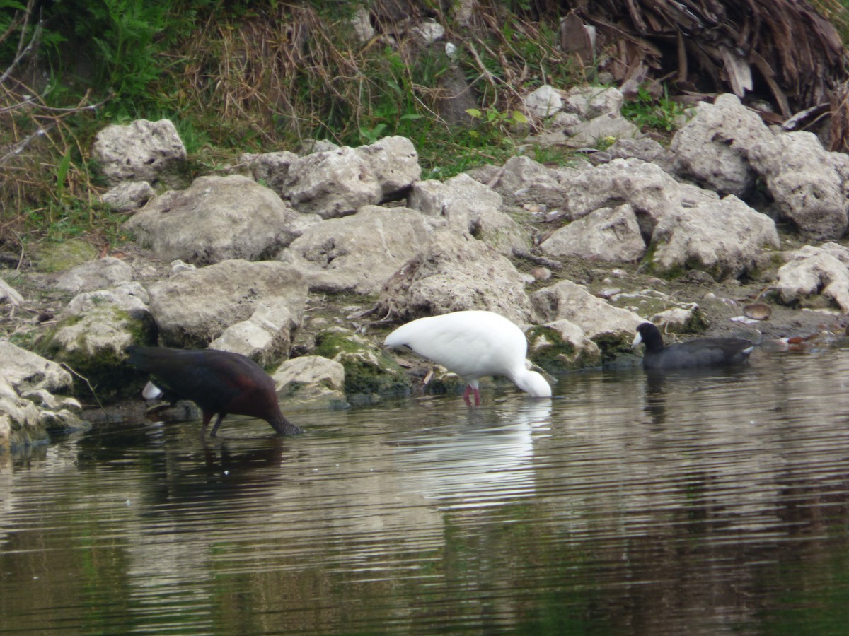American Coot - ML646933536