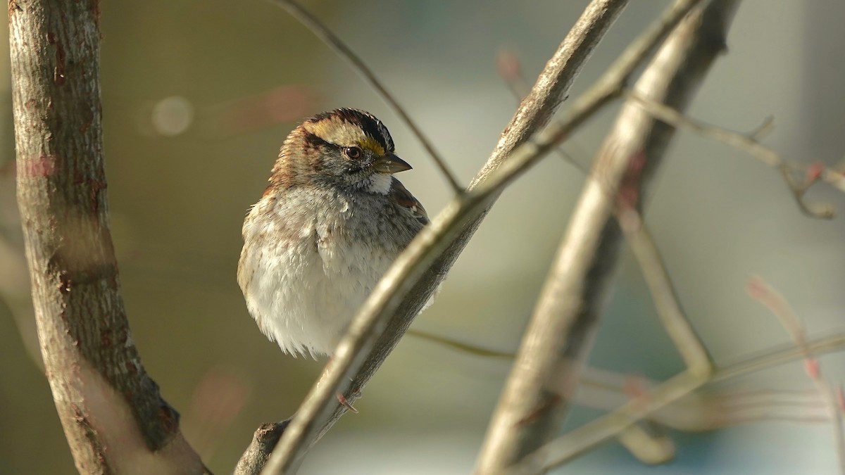 White-throated Sparrow - ML646933537