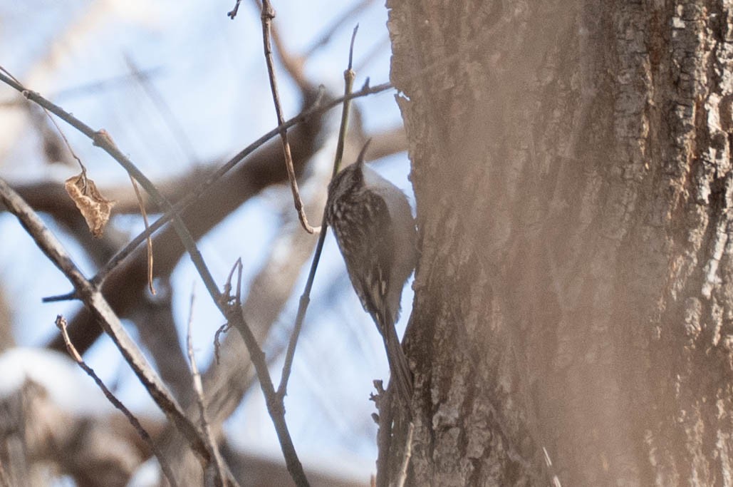 Brown Creeper - ML646933538