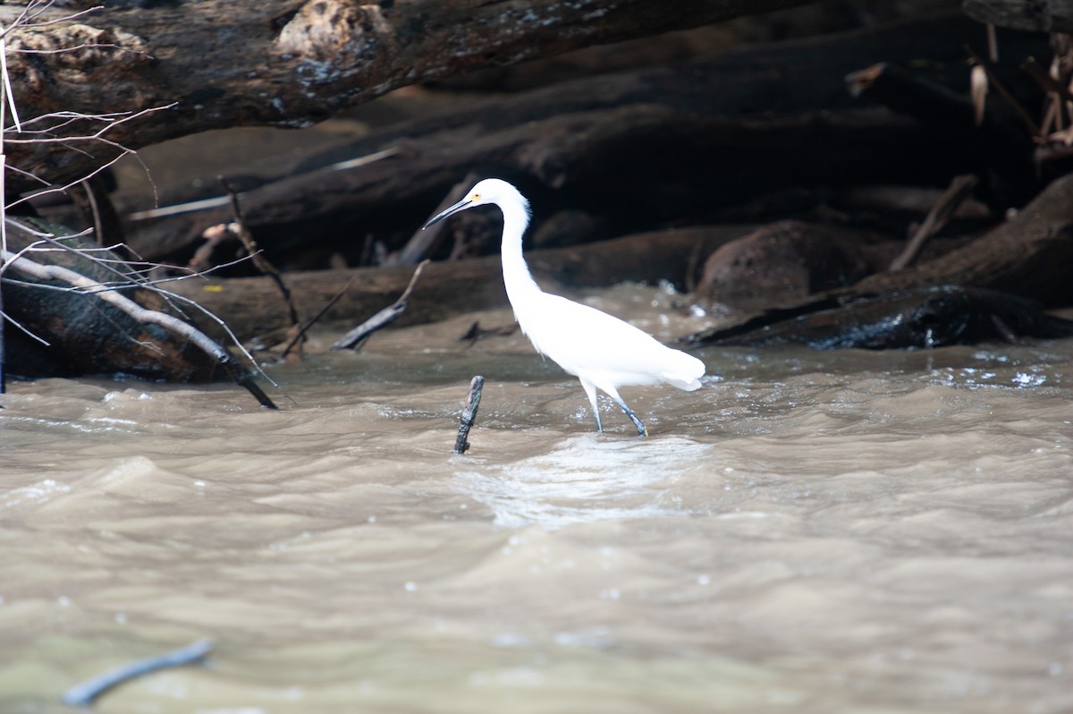 Snowy Egret - ML646933539