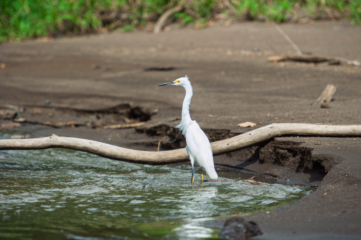 Snowy Egret - ML646933540