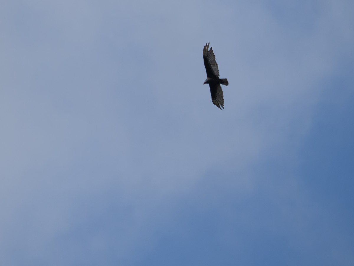 Turkey Vulture - ML646933541