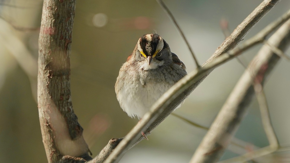 White-throated Sparrow - ML646933542
